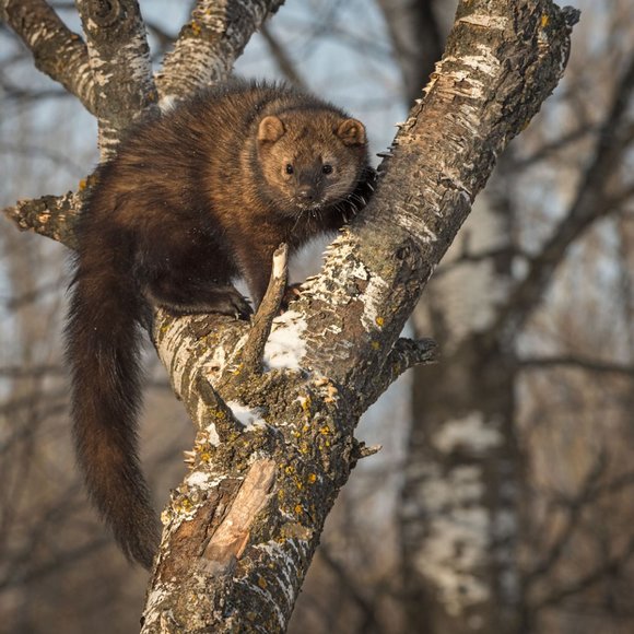 Meet your Posher, CGS💕Poshmark Ambassador💕 - Picture 8 of 10